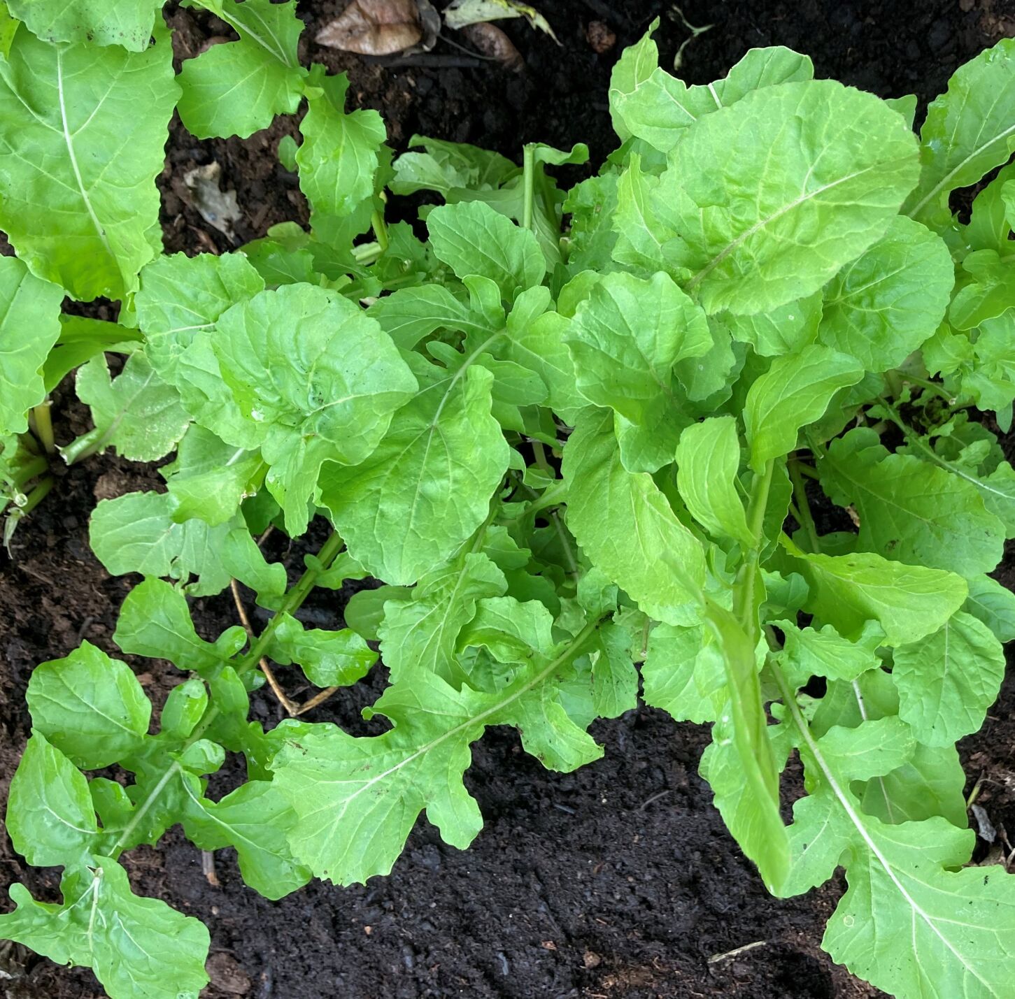 Arugula